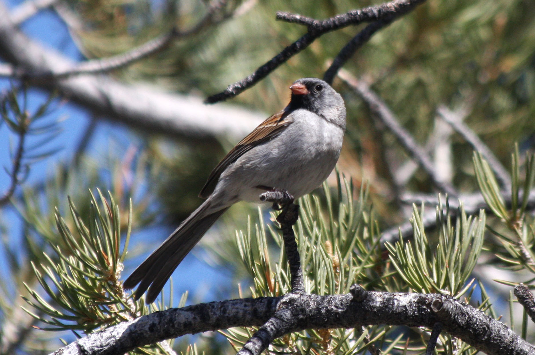 Blackchinned Sparrow, Spizella atrogularis
